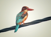 开云体育平台APP-伊萨克状态火热难救主，利物浦连续得分压制纽卡斯尔