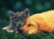 开云体育app-压力下的双星闪耀，英超争冠之夜与哈登爆发的跨领域启示