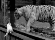 开云体育下载-2026世界杯之夜，阿尔瓦雷斯生涯巅峰之战