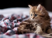 开云体育官方网站-高塔回响，在质疑的废墟上，戈贝尔为自己筑起最坚固的殿堂