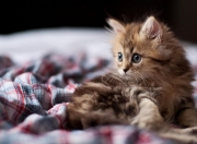 开云体育官方网站-高塔回响，在质疑的废墟上，戈贝尔为自己筑起最坚固的殿堂