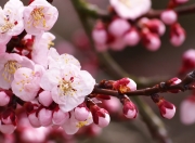 开云体育平台APP-双城记，当詹姆斯在杭州粉碎广厦，库里在米兰接管比赛