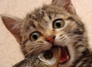 开云体育下载-当福克斯撕裂黑夜，爵士用窒息防守提前为雷霆写下终章