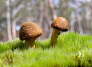 开云体育平台APP-当紫金铁壁遇上天山风暴，爱德华兹的淬火时刻