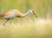 开云体育APP下载-NBA季后赛之夜，伊萨克压制级发挥铸就传奇