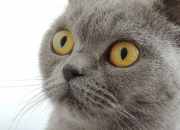 开云平台-德罗赞关键球定乾坤，吉林队掀翻马刺展露冠军相