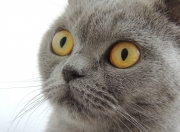 开云平台-德罗赞关键球定乾坤，吉林队掀翻马刺展露冠军相