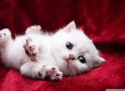 开云体育入口-格列兹曼一战封神！绝境爆发征服梅阿查，马竞锋王于意甲焦点夜正名