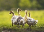 开云体育官网-稳者无疆！深圳队用教科书式的团队篮球，在抢七血战中击碎广东王朝