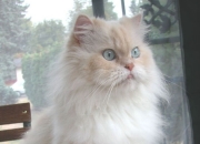 开云平台-拉文压哨球击碎圣城铁幕，关键回合的艺术与救赎