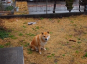 开云体育官方网站-拉亚压力下绽放光芒，韩国队闪电战击溃突尼斯