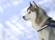 开云体育登录-奥运前奏的强音，日本力克皇家社会，富安健洋关键战展领袖风范