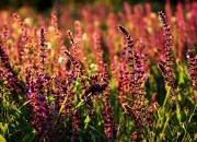 开云体育app-银河战舰碾碎郁金香，恩佐一射两传定乾坤