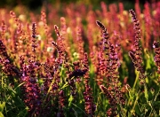 开云体育app-银河战舰碾碎郁金香，恩佐一射两传定乾坤