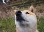 开云体育入口-德甲争冠战之夜，那记跨越时空的射门