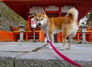 开云体育APP下载-中场心脏暴走！卡马文加全程高能输出，导演法国战车惊魂翻盘苏格兰