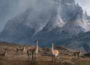 开云官网-冰封王座与烈焰新王，英格拉姆撕裂北境寒夜