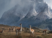 开云官网-冰封王座与烈焰新王，英格拉姆撕裂北境寒夜