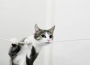 开云体育下载-技术风暴淹没高原铁骑，莱奥化身关键先生主宰全场