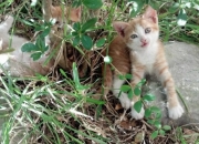 开云体育官网-红魔易主，法老之鞭与青训王子的觉醒