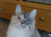 开云体育在线-单节风暴与王者接管，当团队交响撞上个人史诗