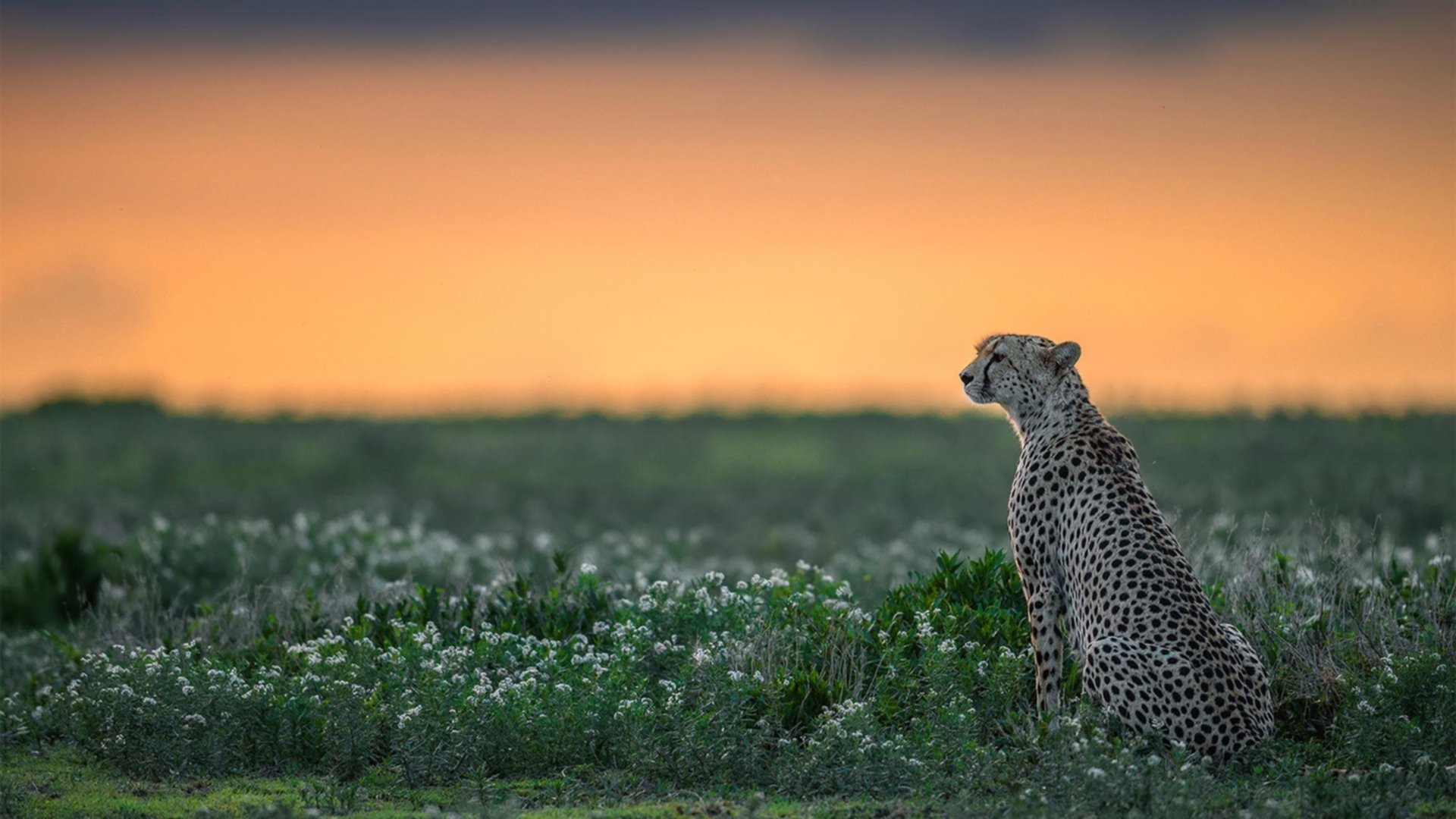 球星爆发与体系压制，现代足球的双重奏