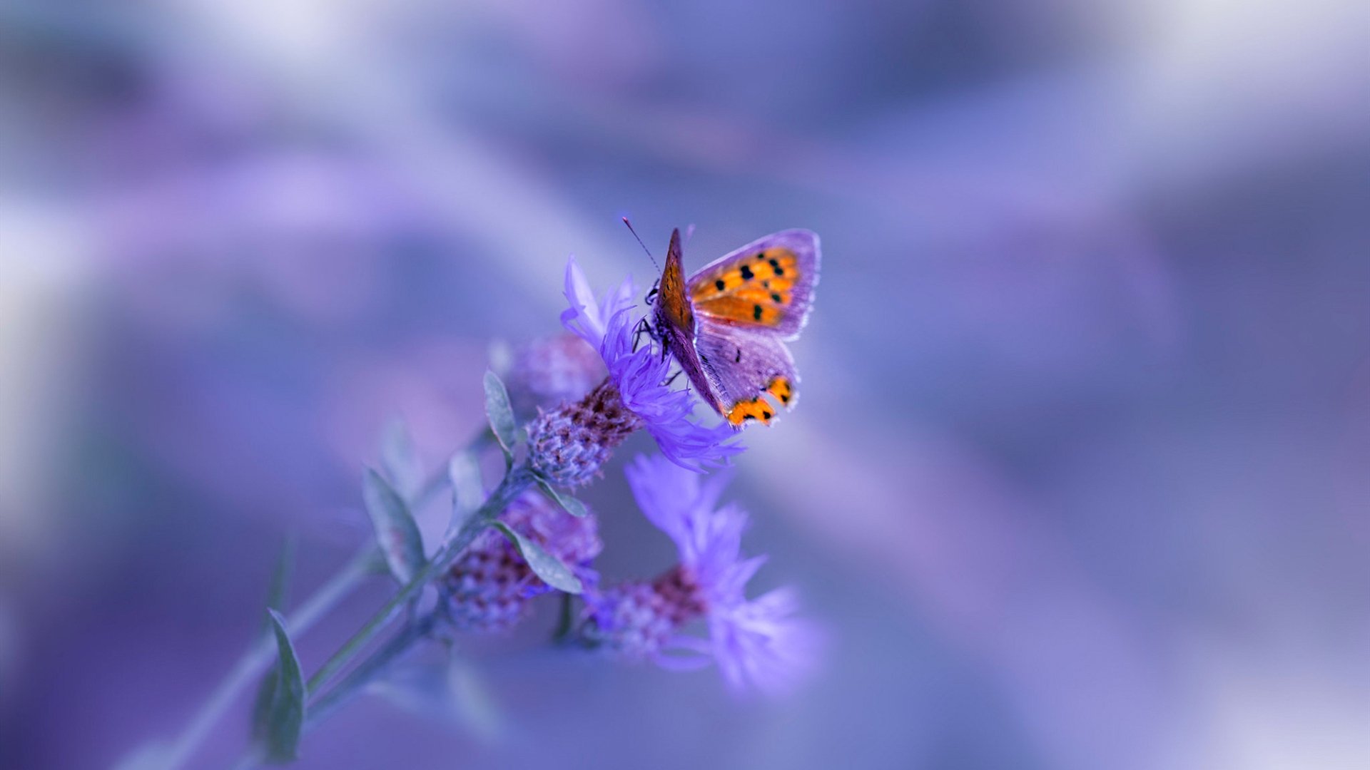 楚阿梅尼爆发引领爱尔兰惊天逆转，威尔士痛失好局