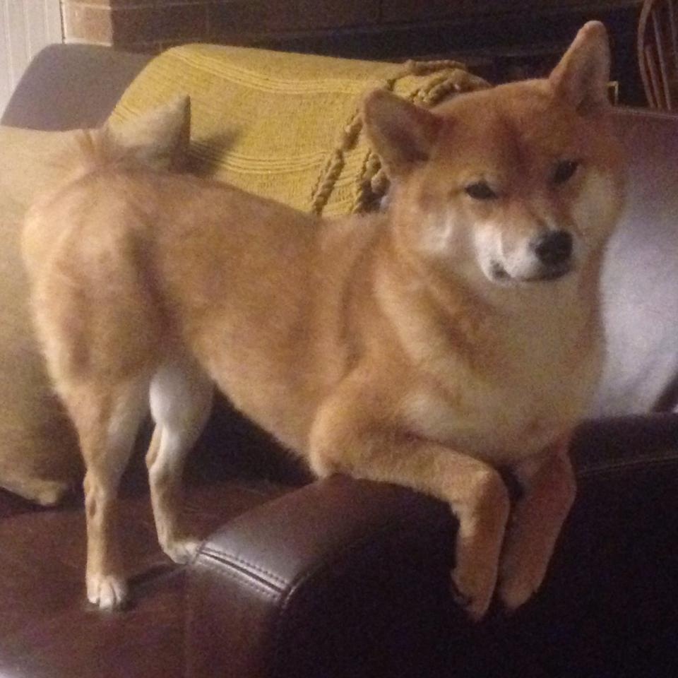 铁塔擎天!卢卡库攻防两端统治比赛,巴黎4-2惊天逆转曼城