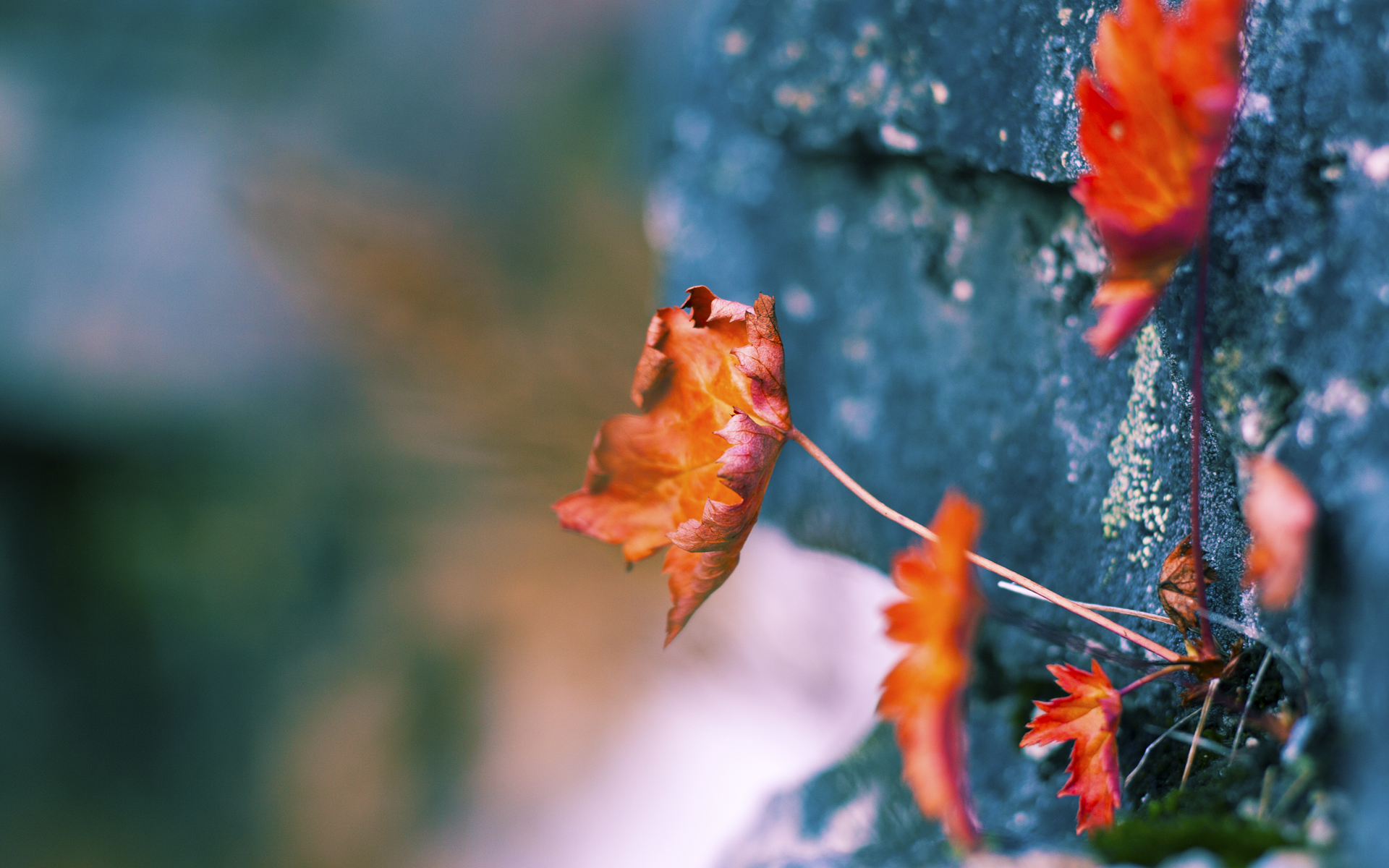虚设王座，当阿拉巴的闪电划破蓝白天空