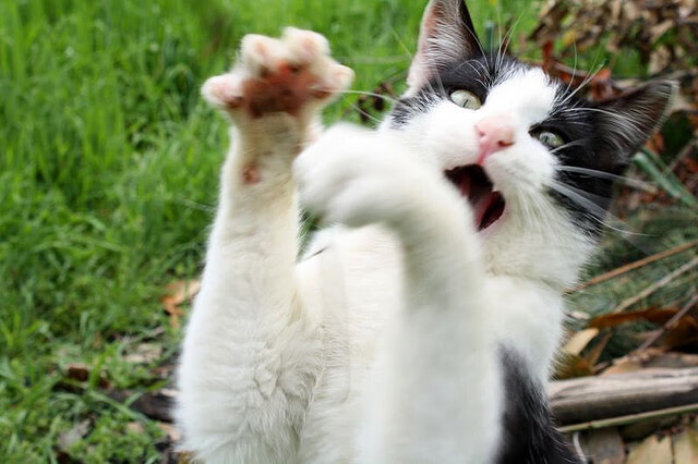 铁血与天赋的碰撞,瑞典如何依靠劳塔罗的致命一击终结巴西时代