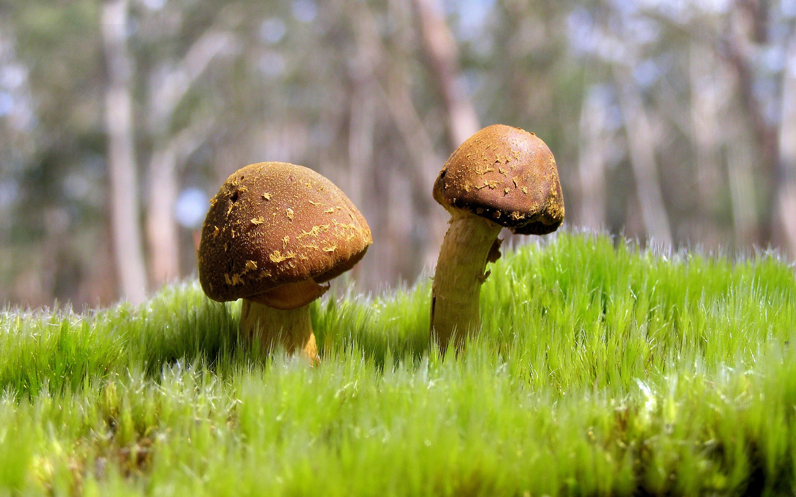 当紫金铁壁遇上天山风暴,爱德华兹的淬火时刻