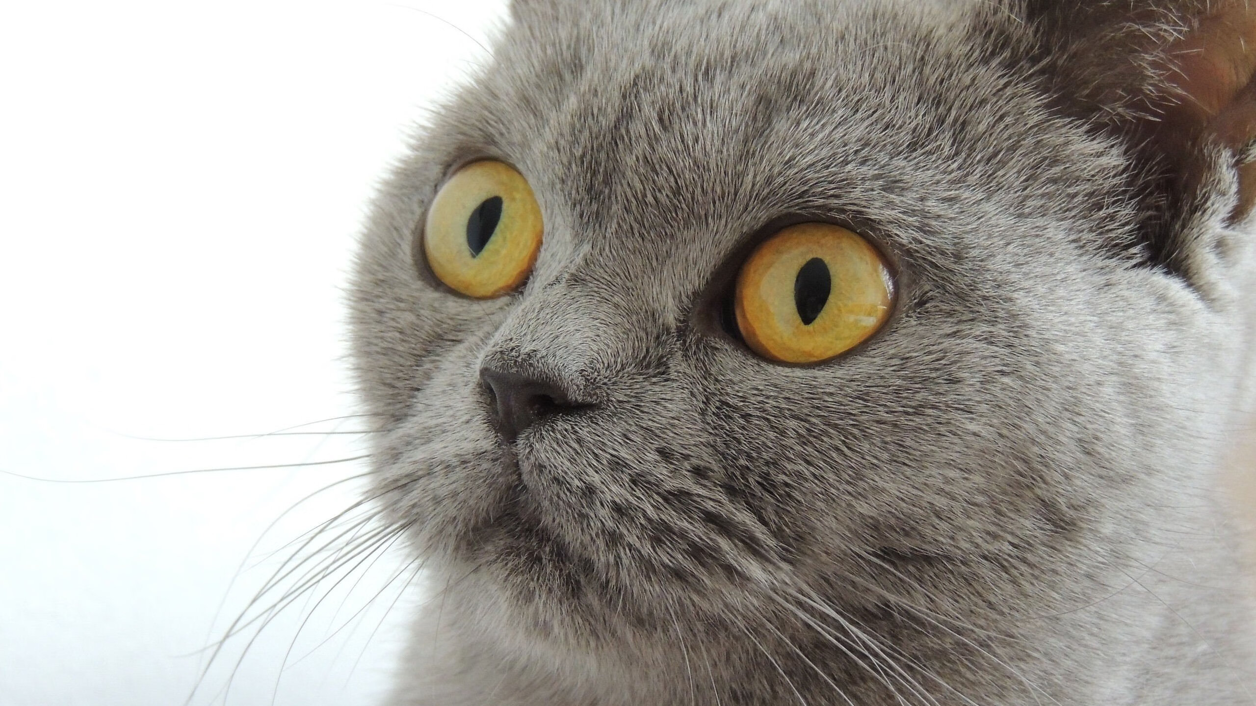 德罗赞关键球定乾坤,吉林队掀翻马刺展露冠军相