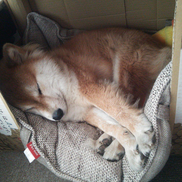 多特蒙德强势晋级沙特,罗德里戈化身关键先生点燃晋级之路