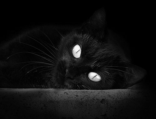 灰熊铁蹄收割吉林，塔图姆一剑封喉定乾坤