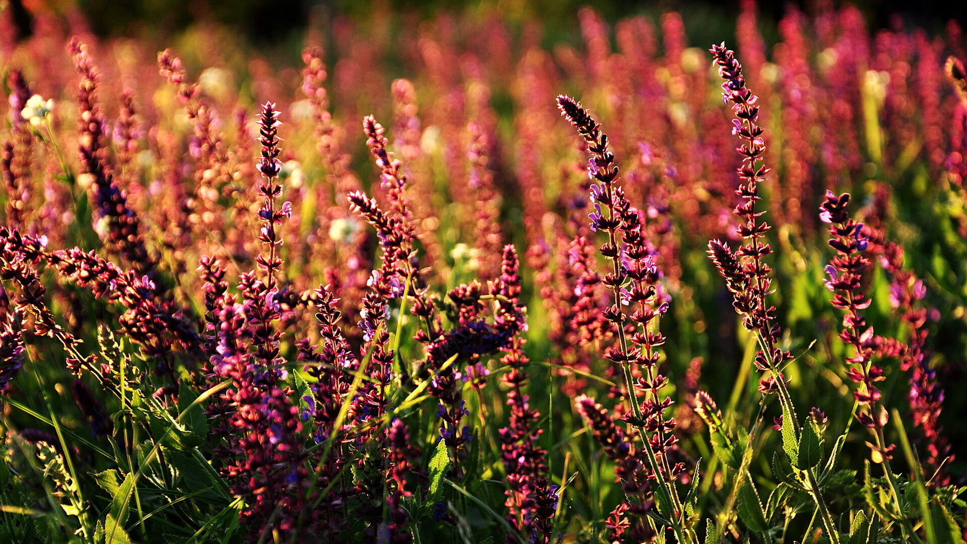 银河战舰碾碎郁金香，恩佐一射两传定乾坤