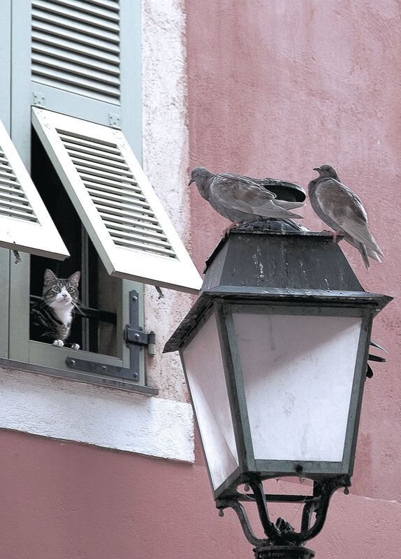 欧冠半决赛之夜，西亚卡姆的巨星光芒照亮篮球殿堂