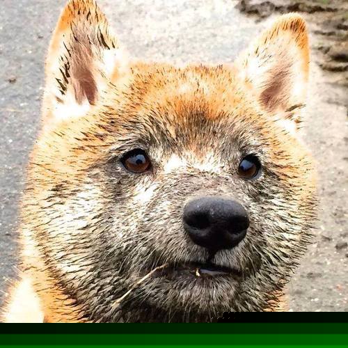 终场前的刺客,基耶萨一剑封喉,曼联北欧寒夜险逃生