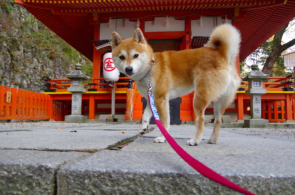 魔术加时取胜快船,克莱硬仗之王精神铸就经典