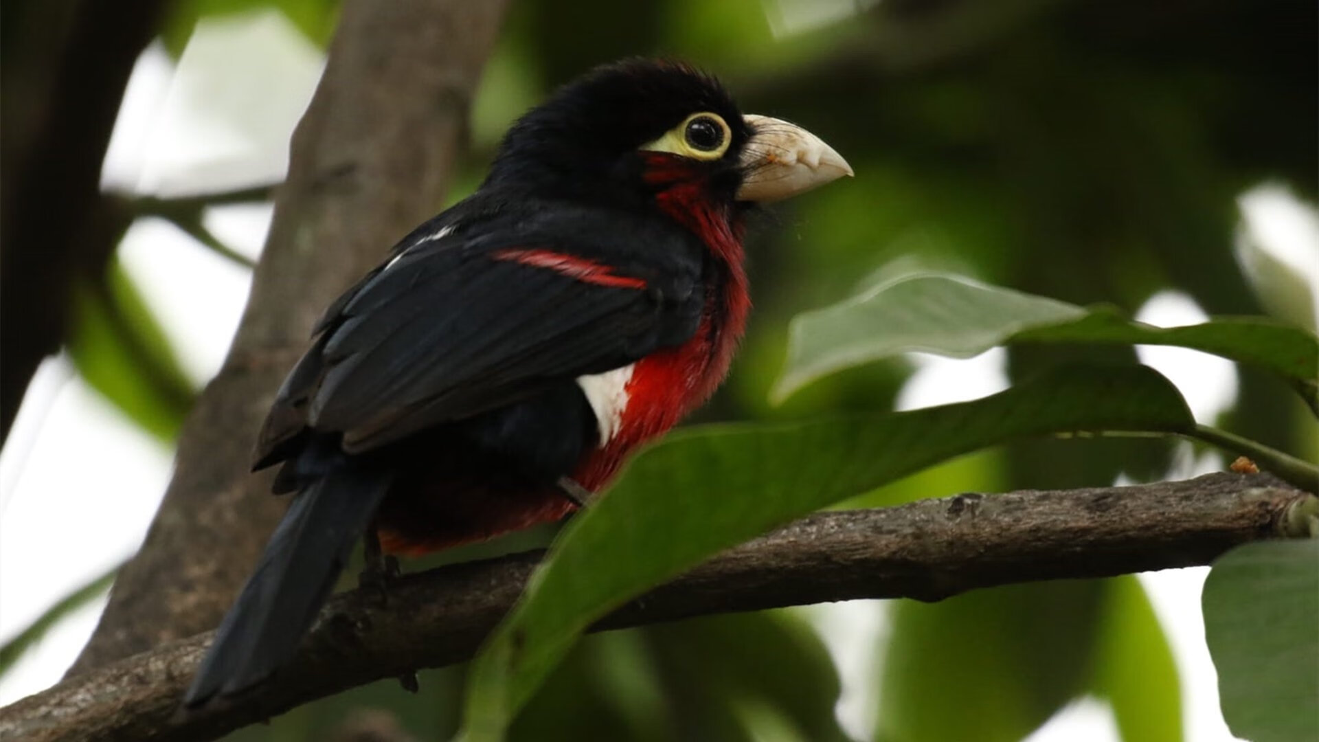 30+17+10震撼联盟，特雷杨42分击溃灰熊，篮球世界的两种极致表现
