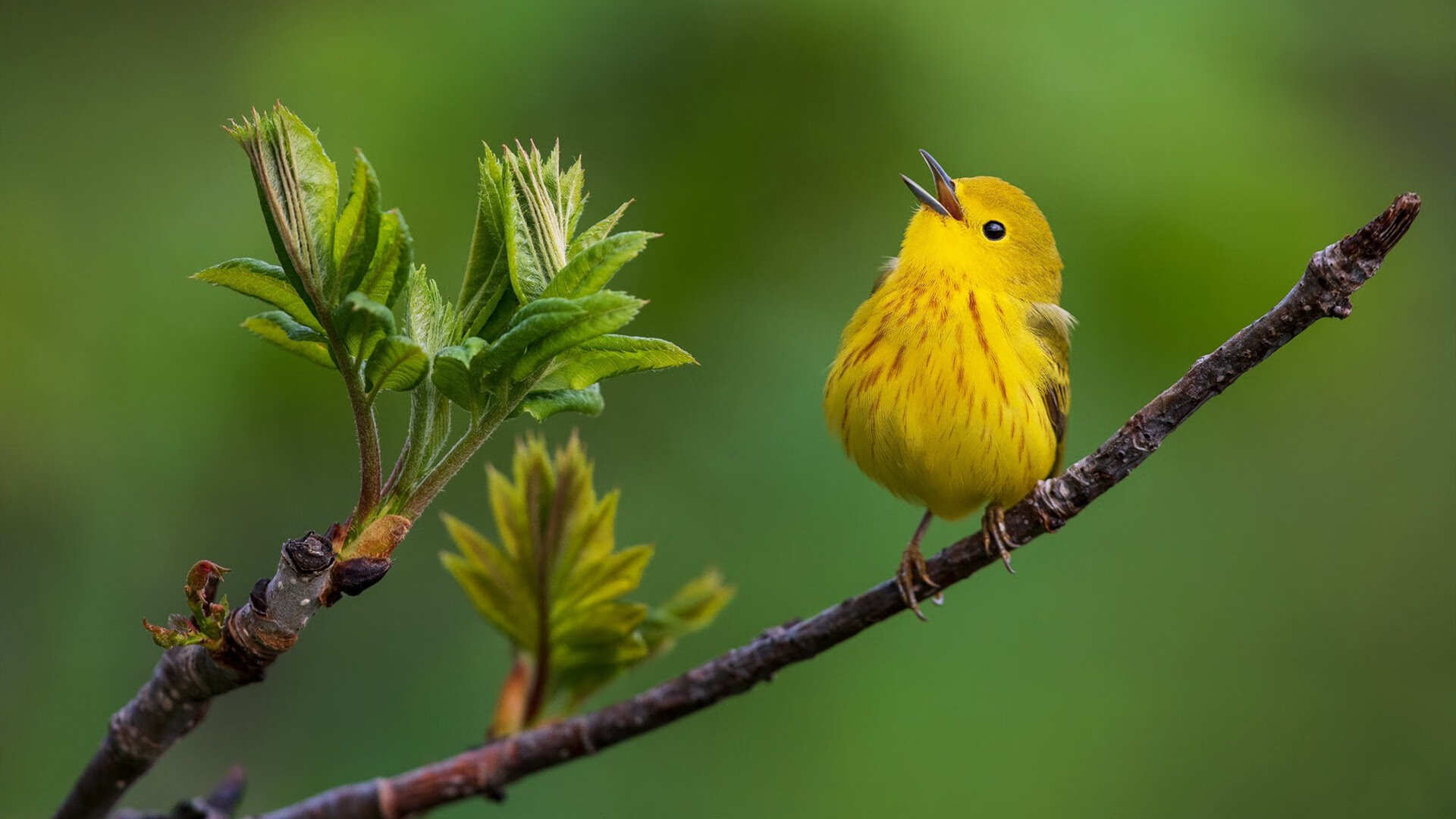 铁闸觉醒!范戴克统治级表现引领摩纳哥闪电击溃塞维利亚