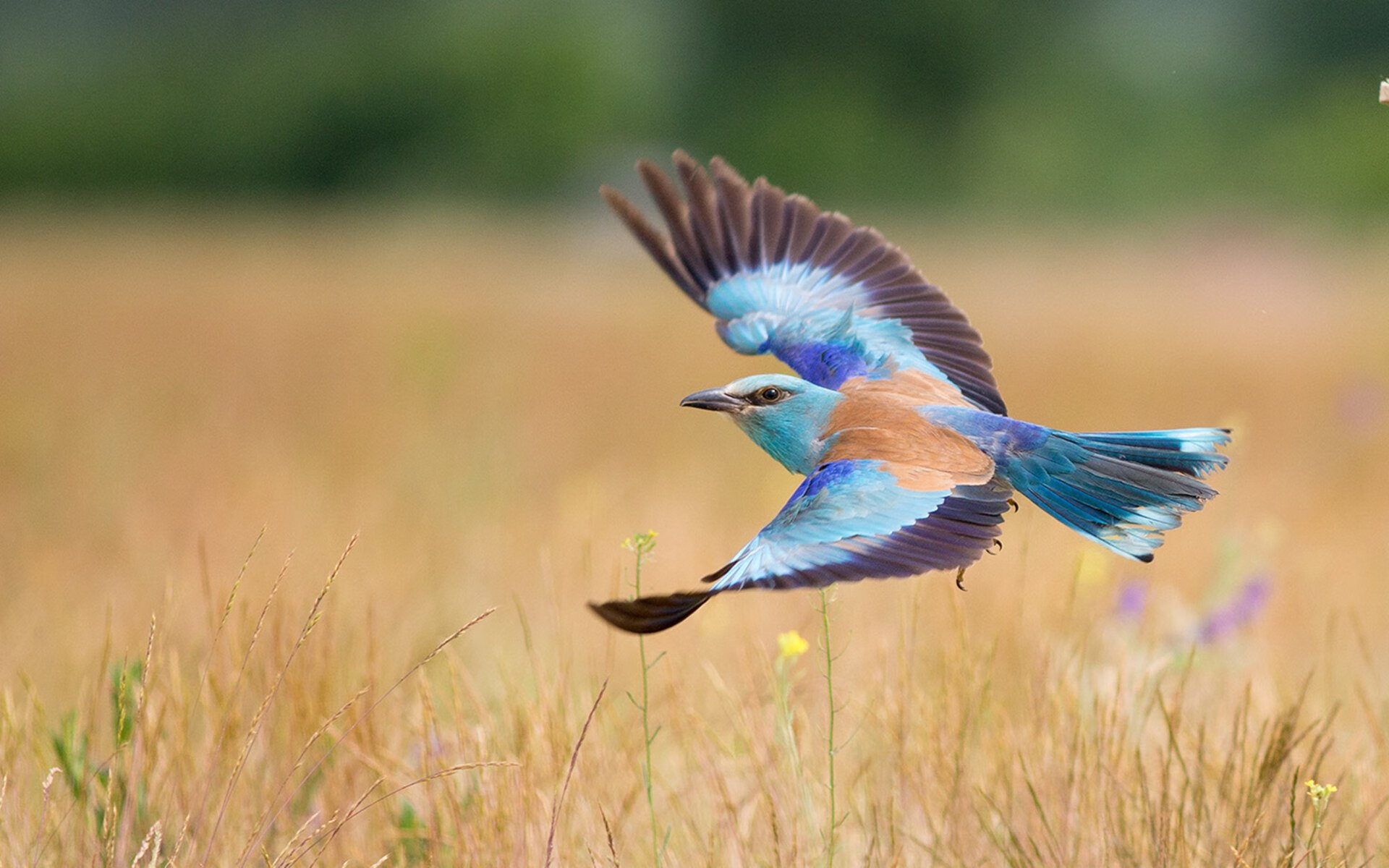 暗夜与利剑，迪马利亚在欧冠半决赛的压力下完成爆发